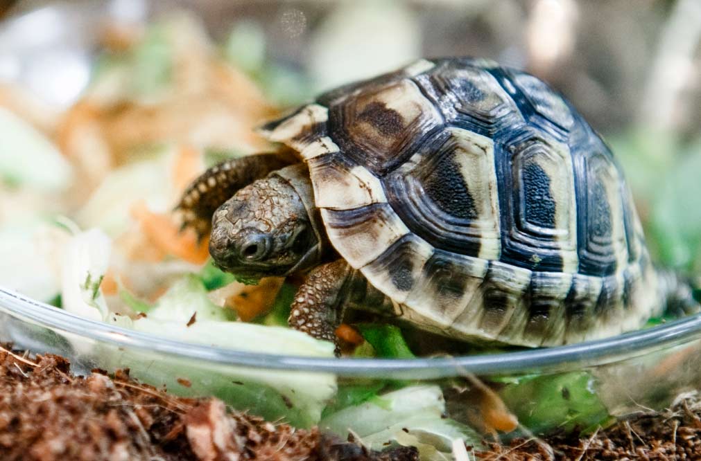 La tortuga, una mascota que necesita de mucho cuidado