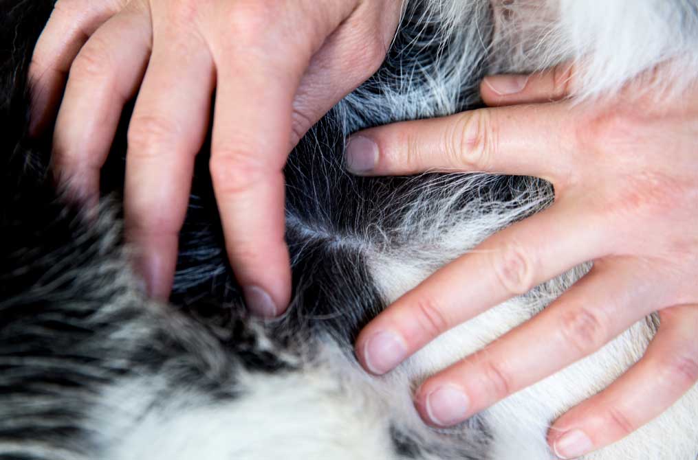 garrapatas El Digital de Asturias