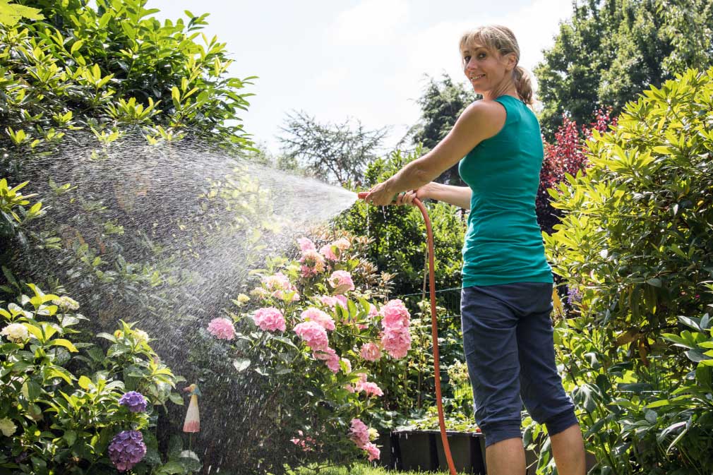hortensias El Digital de Asturias