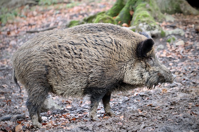 boar4735586640  El Digital de Asturias