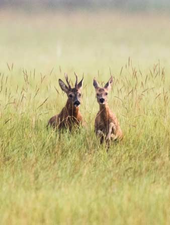 ciervos El Digital de Asturias