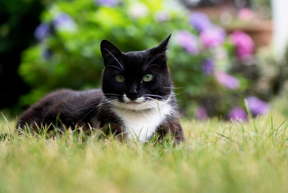 Los gatos necesitan tratamientos regulares contra los parásitos