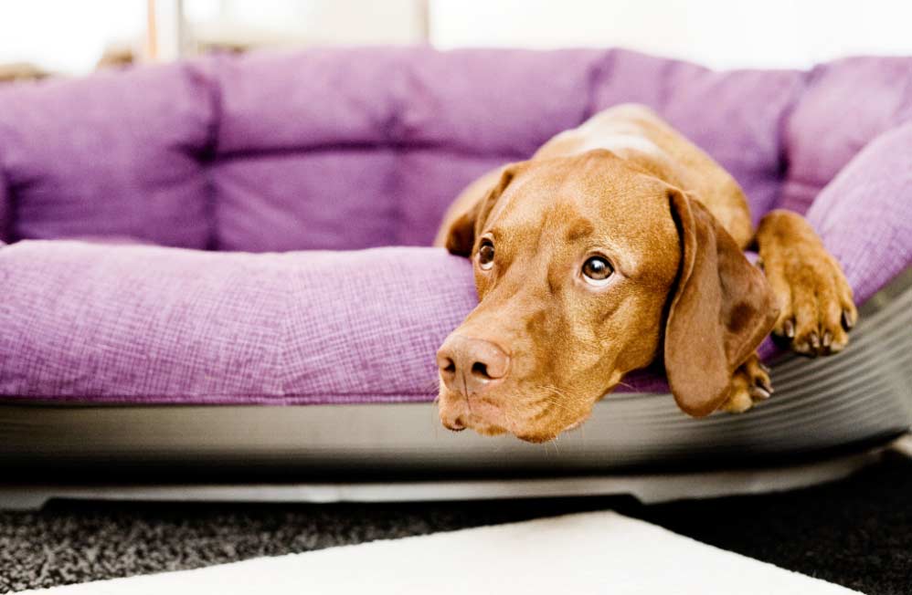 perro El Digital de Asturias