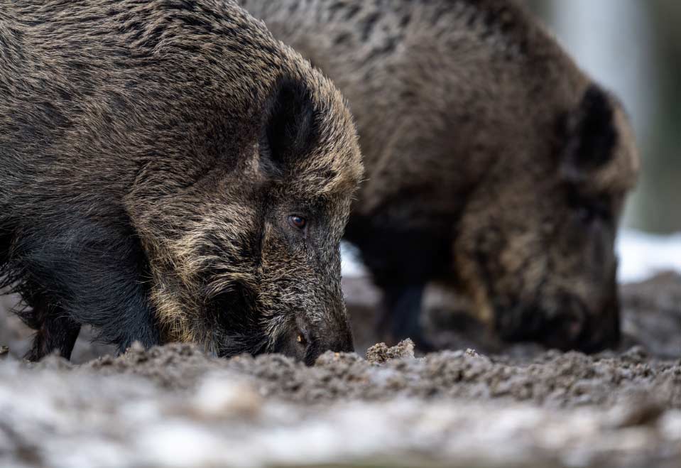 jabali El Digital de Asturias gripe porcina