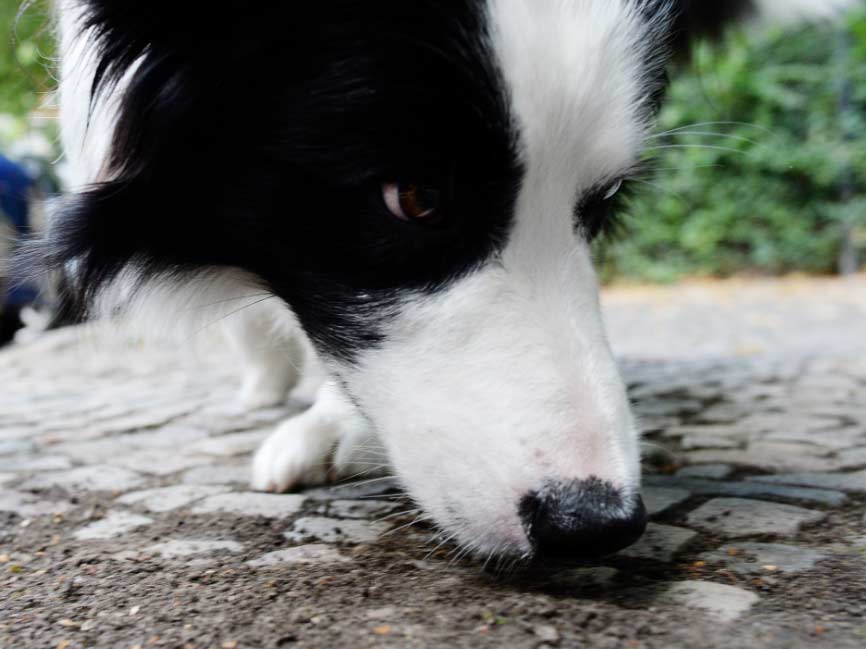 Cómo proteger al perro de un cebo venenoso