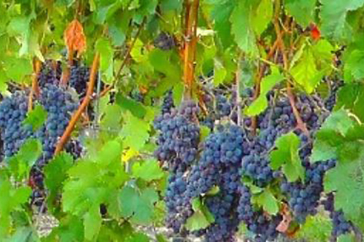 viñedo El Digital de Asturias