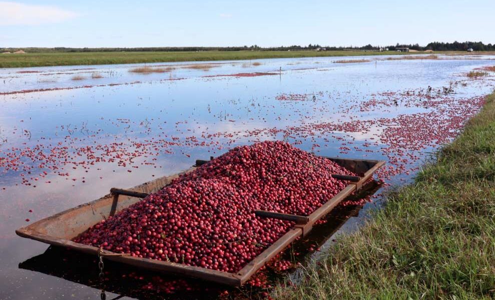 La cosecha de arándanos rojos en Wisconsin