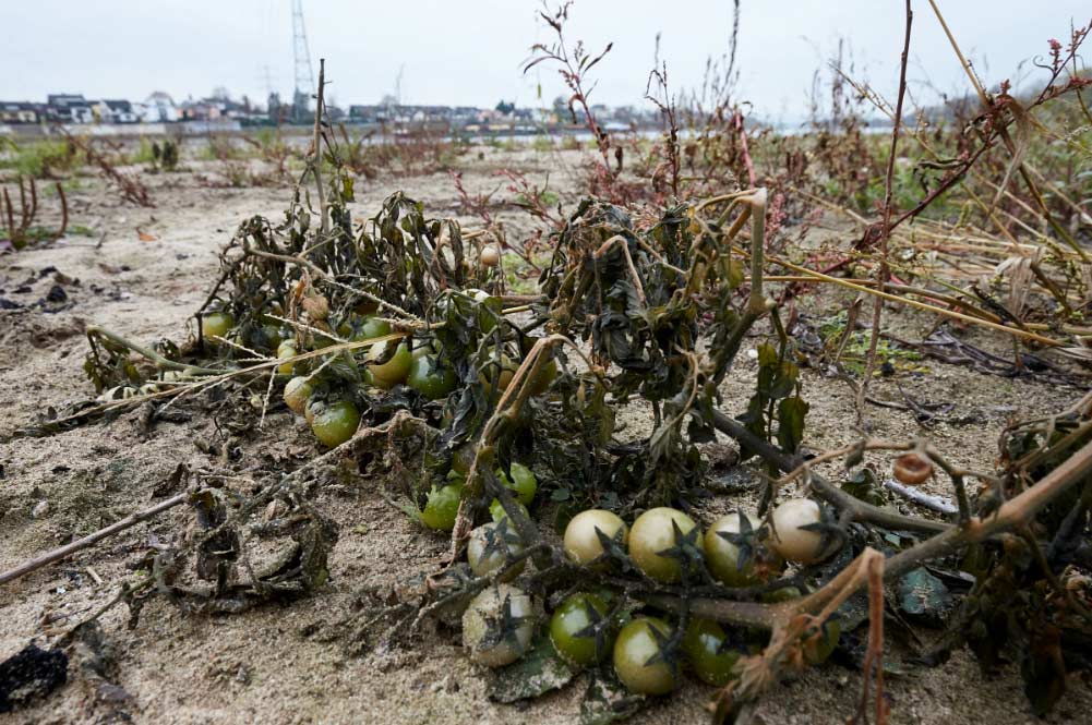 Cambioclimático El Digital de Asturias lima Medio ambiente Plantas