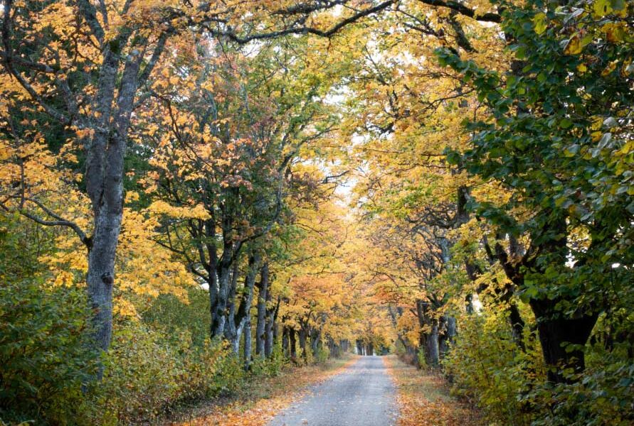 El placer de las islas estonias en otoño