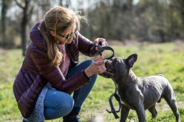 Animales Perros Mascotas