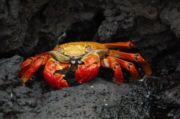 crab63084640  El Digital de Asturias