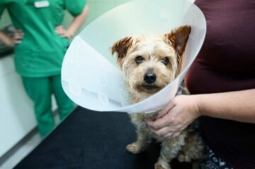 heridas cortantes en las patas de los perros