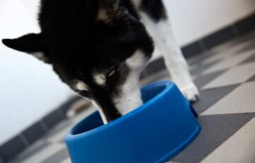 perros El Digital de Asturias