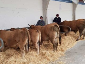 Raza Asturiana de los Valles