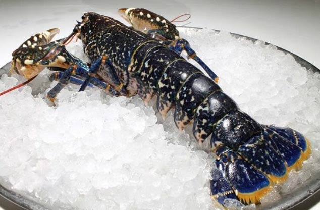 Bogavante El Digital de Asturias Bogavante gallego