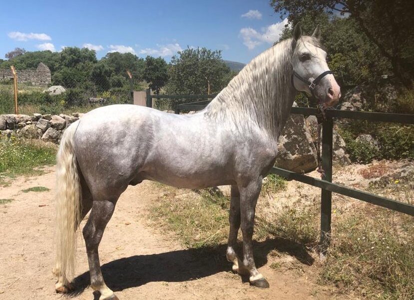 El valor de un caballo también está en su ADN: convenio entre Genyca y la UCM para lanzar una nueva línea genética veterinaria