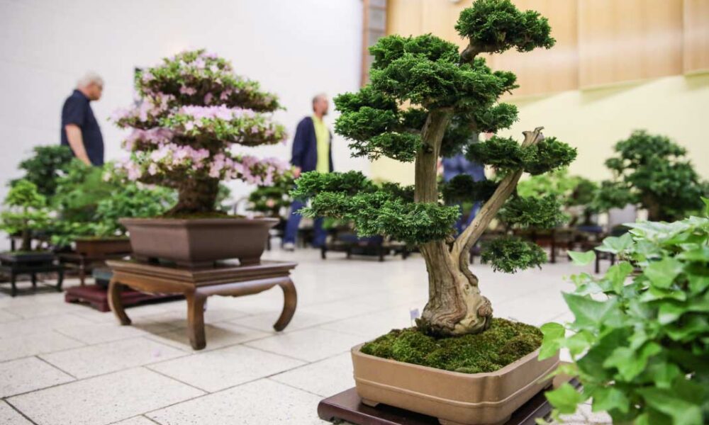 cultivar un bonsái