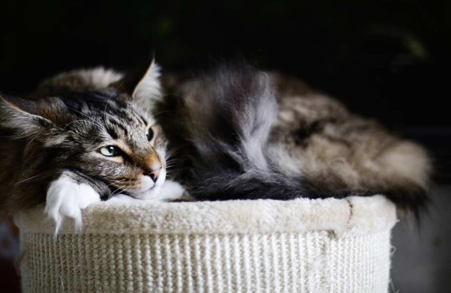 Animales Salud Mascotas Gatos