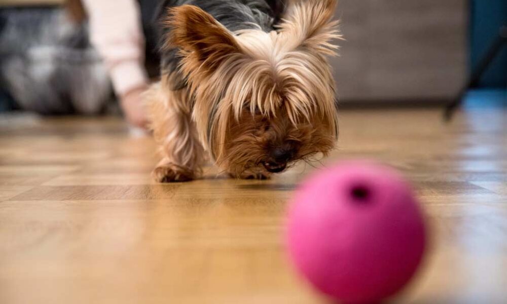 juegosperros El Digital de Asturias juegos de interior para perros