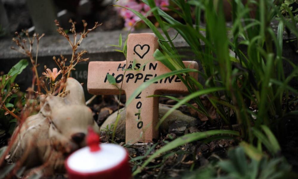 Animales Niños Mascotas