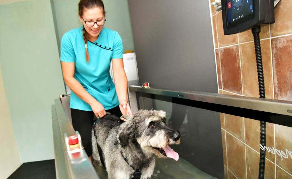 Animales Salud Mascotas