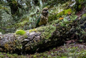 kea