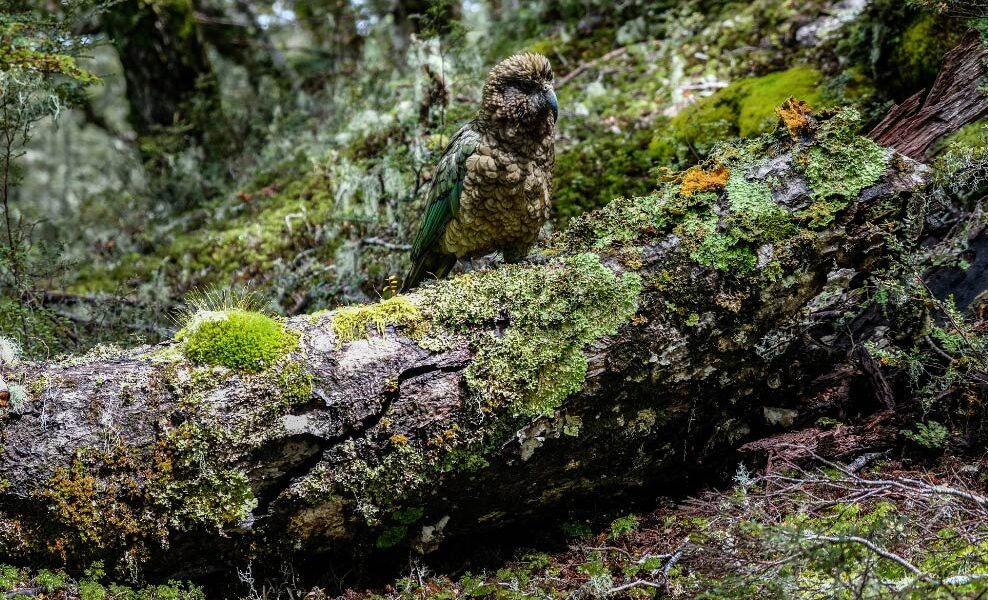Senderismo espectacular en Nueva Zelanda: el Kepler Track
