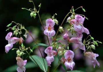 BálsamodelHimalaya El Digital de Asturias Impatiens glandulifera