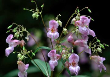 Impatiens glandulifera