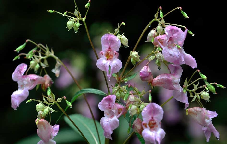 Impatiens glandulifera