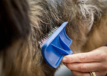 pelosperro El Digital de Asturias cepillar perros
