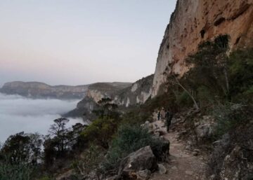 Un árbol del género Boswellia en Somalilandia