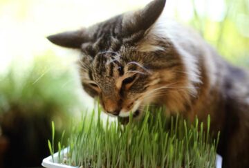 gato El Digital de Asturias Gato Mascotas