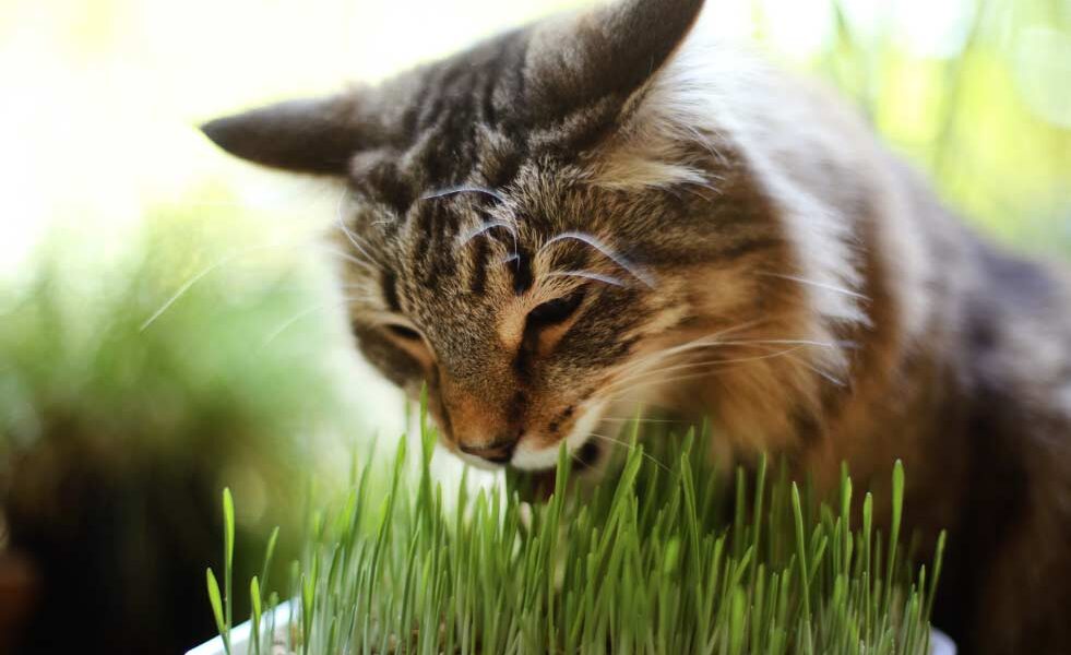 gato El Digital de Asturias Gato Mascotas