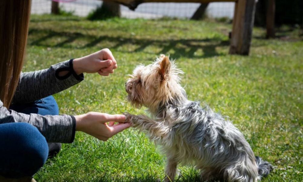 perro El Digital de Asturias Perro