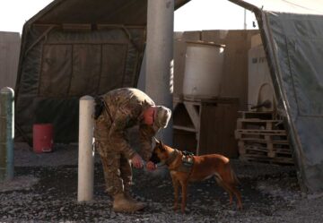 Soldado El Digital de Asturias Perro con un soldado en Afganistán