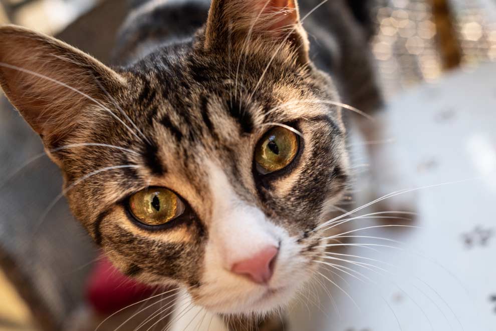 gato El Digital de Asturias gato y bebé