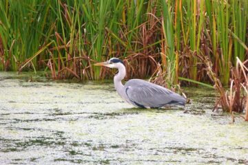 heron4865878640  El Digital de Asturias
