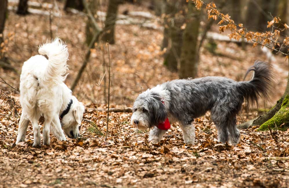 perros El Digital de Asturias perro
