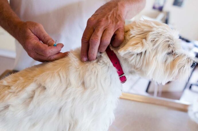 Animales Salud Mascotas