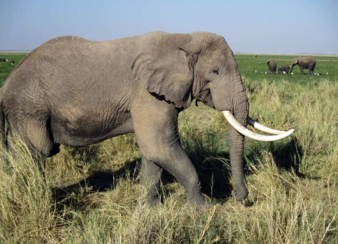 Un elefante macho en el Parque Nacional Amboseli