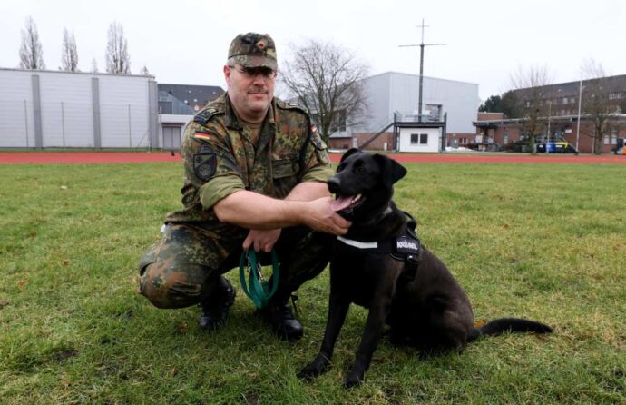 perros de terapia