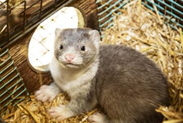 visón El Digital de Asturias visón