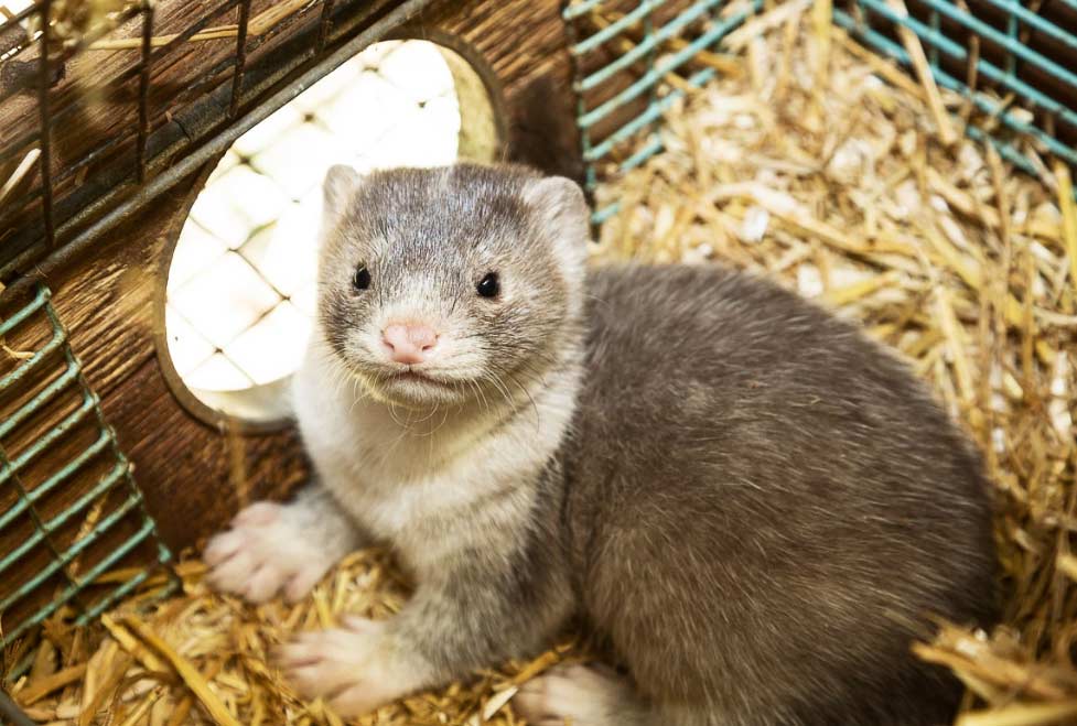 visón El Digital de Asturias visón