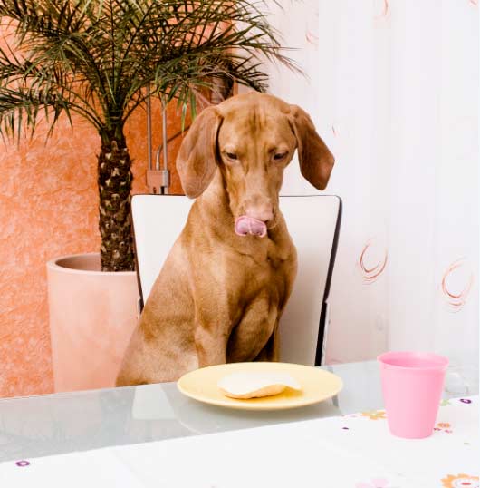 comidasperros El Digital de Asturias alimentos tóxicos para su perro