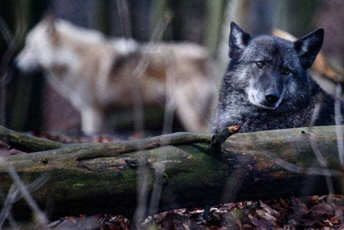 perros lobo