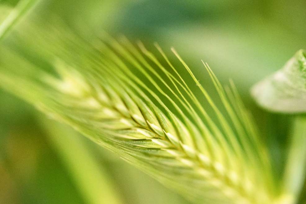 Intolerancia al gluten y dolor abdominal