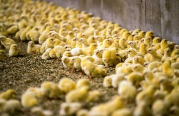 PolluelosenunagranjaavícoladeAlemania El Digital de Asturias Polluelos en una granja avícola de Alemania