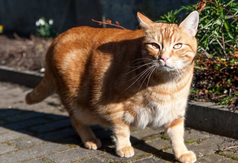 gatosobrepeso El Digital de Asturias gato sobrepeso