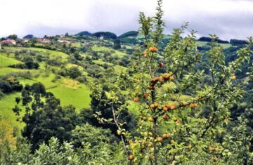 manzanoasturiano  El Digital de Asturias manzano asturiano